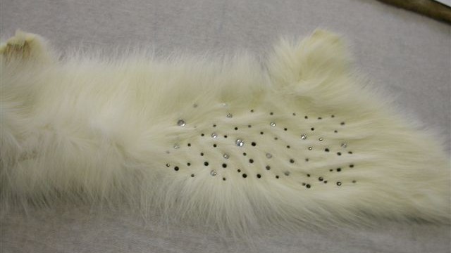 collection 4 strass+studs on white fox